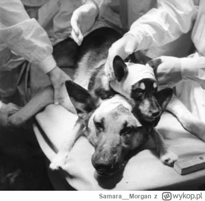 Samara_Morgan - @troglodytaerudyta: