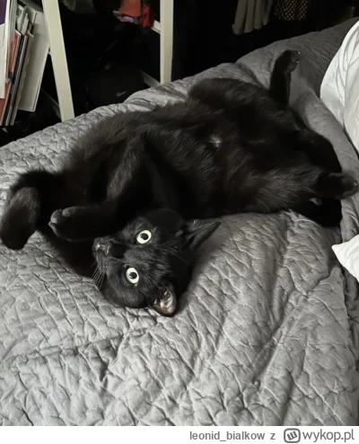 leonidbialkow - @CorvusFrugilagus: cze dla cb latajoncy