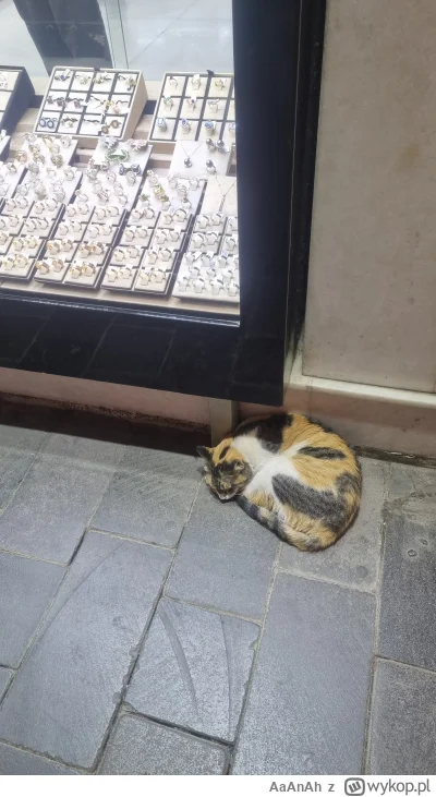 AaAnAh - Ultra rzadkie, Dubajskie kitku, chillujące na złotym targu. Zaplusuj a w nad...