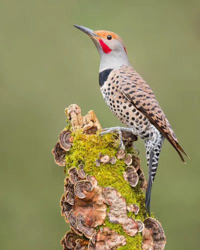 Lifelike - Dzięcioł różowoszyi (Colaptes auratus)
Autor
#photoexplorer #fotografia #o...