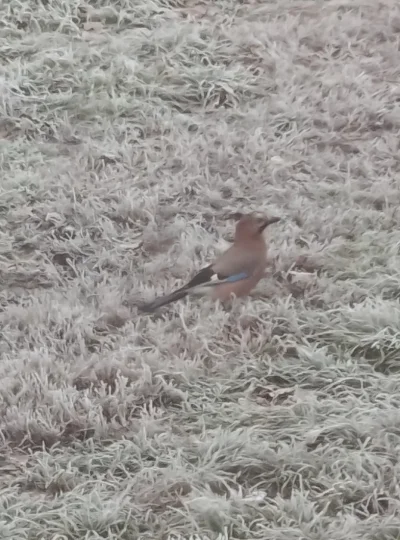 NaPagonieGwiazdkiTrzy - Sójki blisko mnie bytują. Nie wybrały się za morze
#przegryw ...