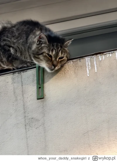 whosyourdaddy_snakegirl - Nie pochwalam

#kot #kitku #koty #pokazkota #kitkuzprzypadk...