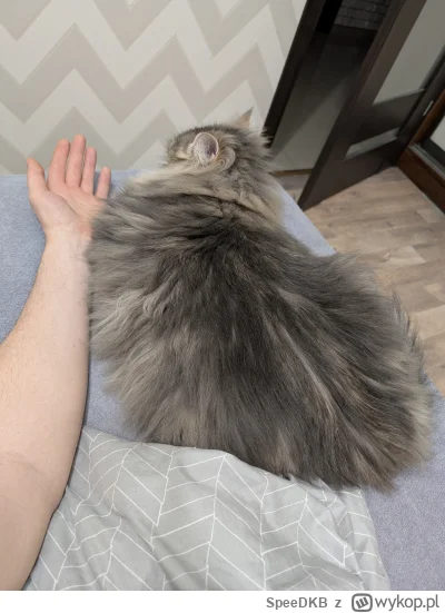 SpeeDKB - @Lujdziarski widać że to duży kot, szczególnie jak na zwykłego dachowca :D ...