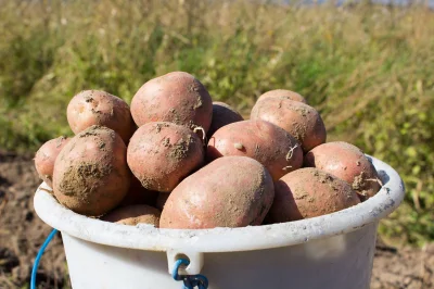 Pierbattista_Pizzabella - Moja miłość jest poważna, żadne tam zauroczenie #bialorus