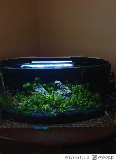 krzysio2138 - #przegryw rybka lubi pływać