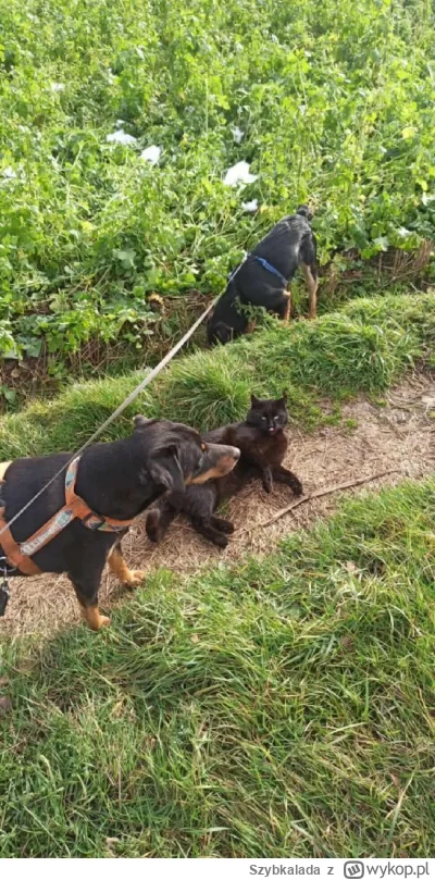 Szybkalada - Typowy spacernik #pokazkota #pokazpsa #zwierzaczki