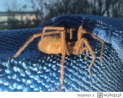 fazjoszi - Piękny, piękniusi. Mój sąsiad XD
#pajaki #pajonk #zwierzaczki