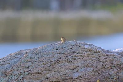 m.....u - Strzyżyk ;)

Śmieszna z nim sprawa, bo z 10 razy słyszałem, jak na mnie drz...