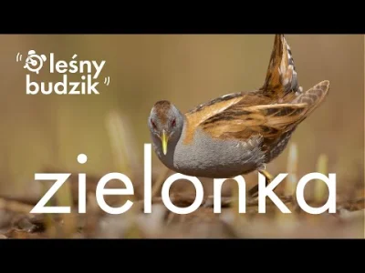 Lifelike - Zielonka (Zapornia parva)
Głos
Autor
#photoexplorer #fotografia #ornitolog...