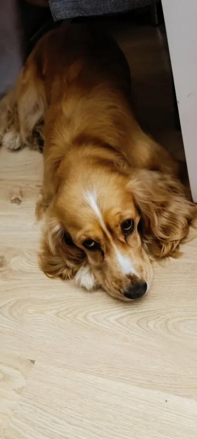 kidi1 - Oto moja maszyna do zabijania. Jak widać, jest odbezpieczony i gotowy żeby za...