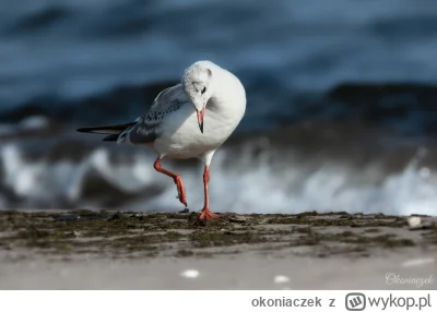 okoniaczek - Bardzo nieśmiała śmieszka 

#fotografia #tworczoscwlasna #ptaki #ptaszko...