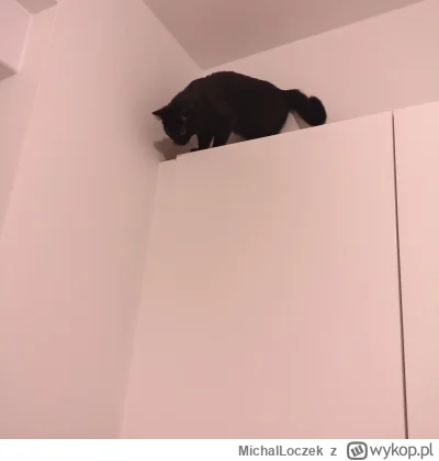 MichalLoczek - Hej, macie może do polecenia (nie za miliony monet) jakieś kociostrady...