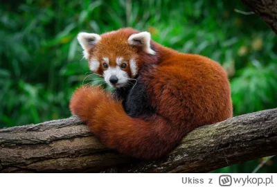 Ukiss - Badacze bardzo długo myśleli, że pandka ruda (inaczej: panda mała lub czerwon...