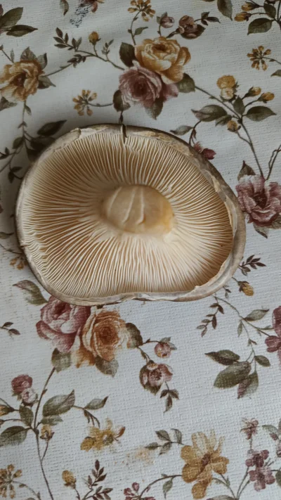 patryk-luks - @patryk-luks: