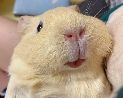 DziecizChoroszczy - #dziendobry 
Cieść łakomczuszki, jak tam wasze puchate brzuszki? ...