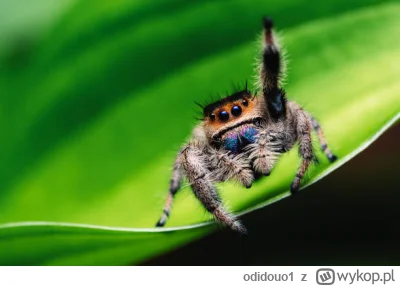 odidouo1 - @Apaturia uwielbiam skakuny! (｡◕‿‿◕｡) Raz nawet hodowałam takiego słodziak...