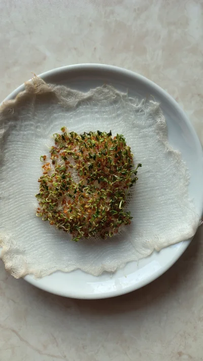 wielkizderzaczkondonow - rzeżucha.. jutro albo pojutrze zrobię zdjęcie jak ją w------...