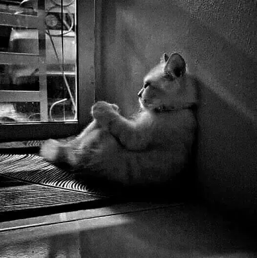 tomasz_mazur - No i tak to jest

#przegryw