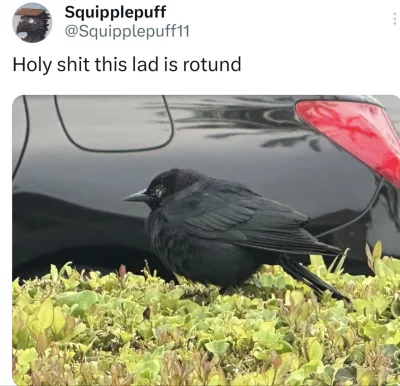 Corvus_Frugilagus - Dobranoc wszystkim i życzę miłego czwartku