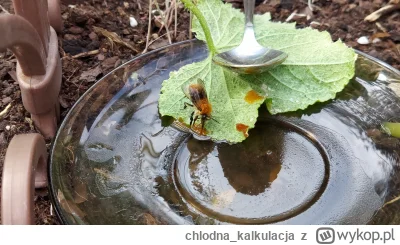 chlodna_kalkulacja - Ledwo żyła, rozrobiłem jej pierzgę z wodą, ale wsuwa. ( ͡º ͜ʖ͡º)...