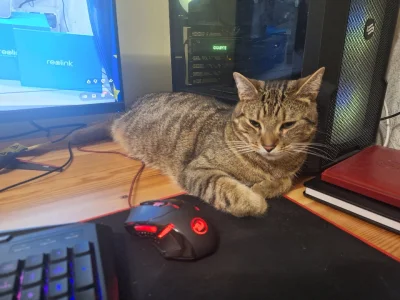 Budikleks - Jaki kot jest każdy widzi

#koty #pokazkota