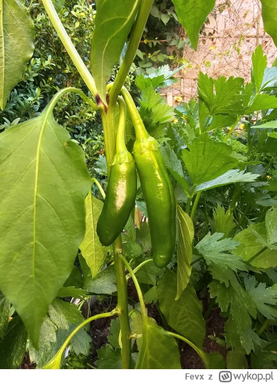 Fevx - Mam pytanie do paprykowych ekspertów: kupiłem na początku roku chilli ancho do...