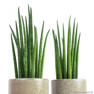 sotilas - moja sansevieria bacularis z ikei właśnie umiera.

proszę o modlitwę

#mirk...