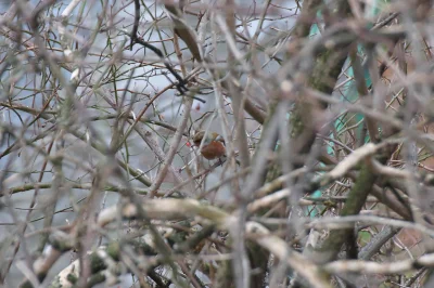 m.....u - Dzisiaj Pan Zięba przyszedł odwiedzić okoliczne krzaki i pewnie też podleci...