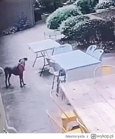 blastocysta - #trzecieoko #pieseczkizprzypadku