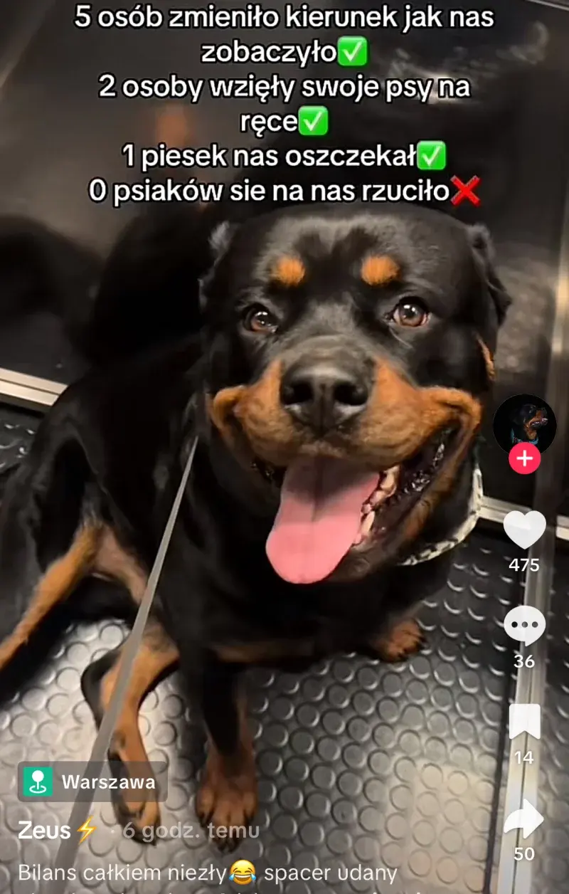 Polnischefuhrer - Trzeba być mocno niedowartościowanym zjebem, by się szczycić się cz...