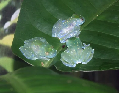 GARN - #zwierzaczki #zwierzeta Cochranella euknemos | Żaby te występują od centralnej...