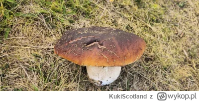 KukiScotland - @KukiScotland: