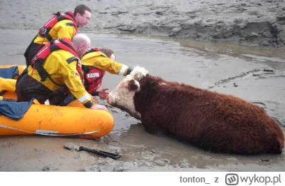 tonton_ - Bliżyniok opowiadał właśnie na lajcie, jak kiedyś był nad Morzem Północnym,...