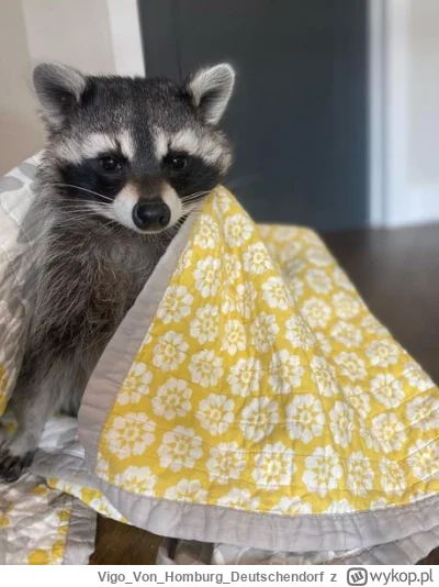 VigoVonHomburgDeutschendorf - - Myślicie, że ten wzór pasuje do koloru moich oczu?_
#...