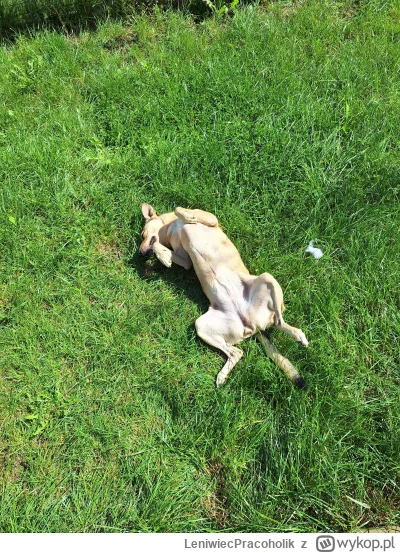 LeniwiecPracoholik - trzeba łapać słońce póki ciepło
#pokazpsa #smiesznypiesek