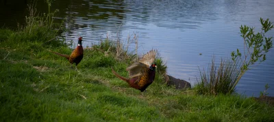 xvprvx - #ptaszkowpis #fotografia