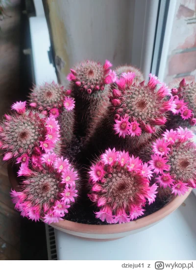 dzieju41 - ładnie zakwitł skubany
#kaktus #rosliny #kwiaty