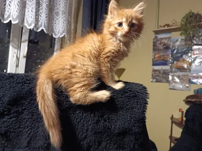 Corvus_Frugilagus - @MaszBaboTalerz Ja mam takiego przy sobie.