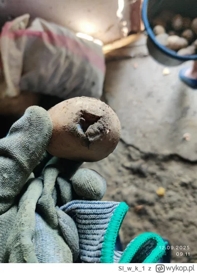 Slwk_1 - Jesień pora kopania ziemniaków.
Mam kopaczkę gwiazdową i od kilku lat jest b...