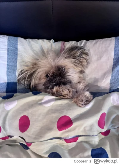 Cooperr - #pieseczkizprzypadku