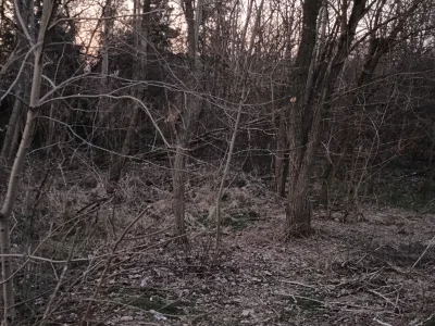 PorzeczkowySok - z niejaką dumą pragnę donieść światu, że wyhodowaliśmy dzięki wojnie...