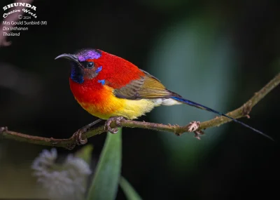 Lifelike - Kwiatownik ozdobny (Aethopyga gouldiae) [samiec]
Autor
#photoexplorer #fot...