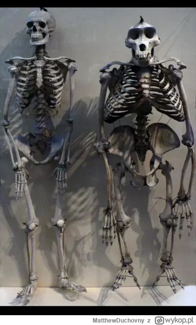 MatthewDuchovny - Ciekawostka: ludzki szkielet oraz szkielet goryla
#nauka #szkieleto...