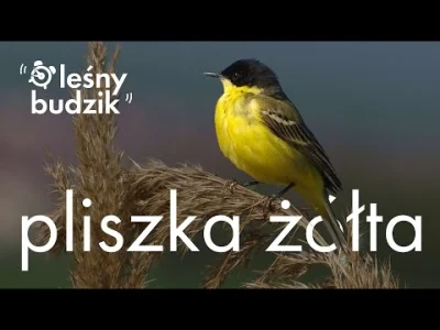 Lifelike - Pliszka żółta (Motacilla flava)
Głos
Autor
#photoexplorer #fotografia #orn...