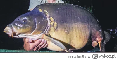 rastafari85 - @OstroS i chyba rybnickie 28,5kg też niczego sobie ( ͡° ͜ʖ ͡°)