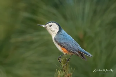 Lifelike - Kowalik białolicy (Sitta leucopsis)
Autor
#photoexplorer #fotografia #orni...