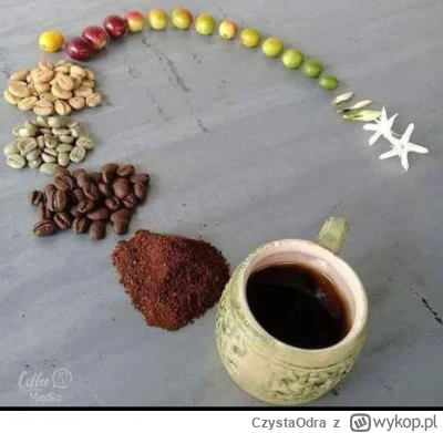 CzystaOdra - Cykl życia kawy ukazany na zdjęciu:
1. Wzrost roślin (1,5 miesiąca na pl...