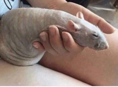 Dwudziestydrugi - @frutson: