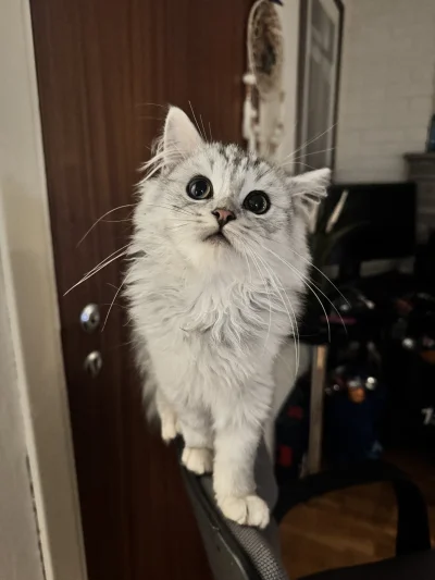 downton - Rosnę jak na drożdżach(づ•﹏•)づ #pokazkota #koty #timonfanclub