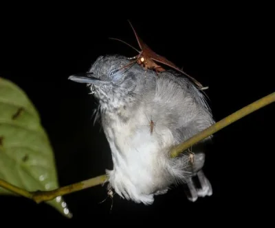 cheeseandonion -  W amazońskiej dżungli w Brazylii zauważono ćmę (Gorgone macarea) pi...